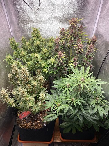 Growreport Bild 1