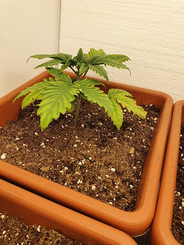 Growreport Bild 4