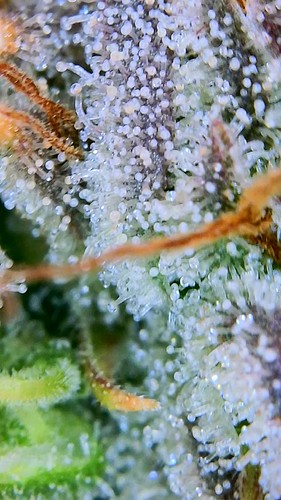 Growreport Bild 36