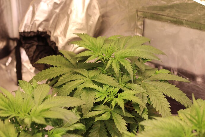 Growreport Bild 18