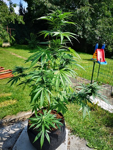 Growreport Bild 1