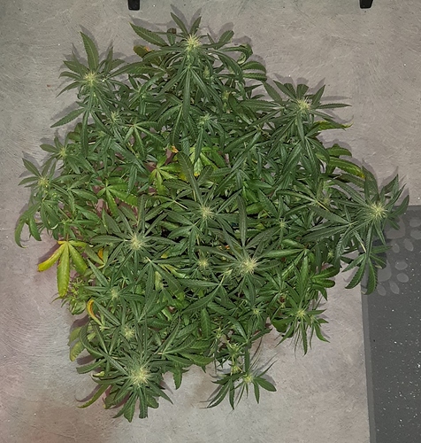 Growreport Bild 5