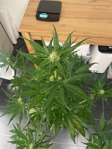 Growreport Bild 18