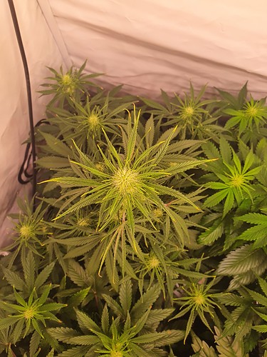 Growreport Bild 4