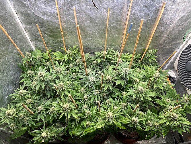 Growreport Bild 2