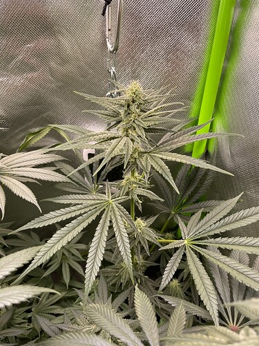 Growreport Bild 2