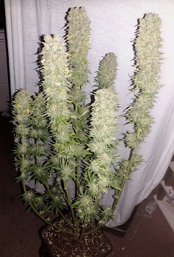 Growreport Bild 7