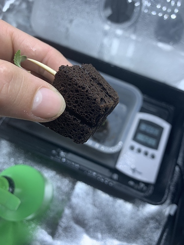 Growreport Bild 22