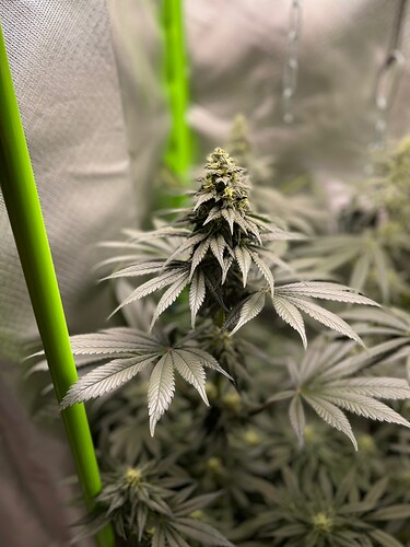 Growreport Bild 5