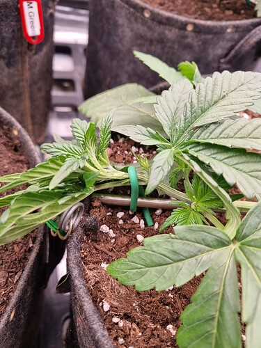Growreport Bild 42