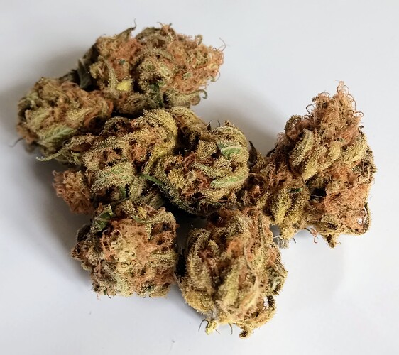 Growreport Bild 79