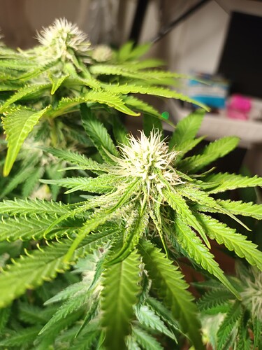 Growreport Bild 19