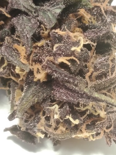 Growreport Bild 10