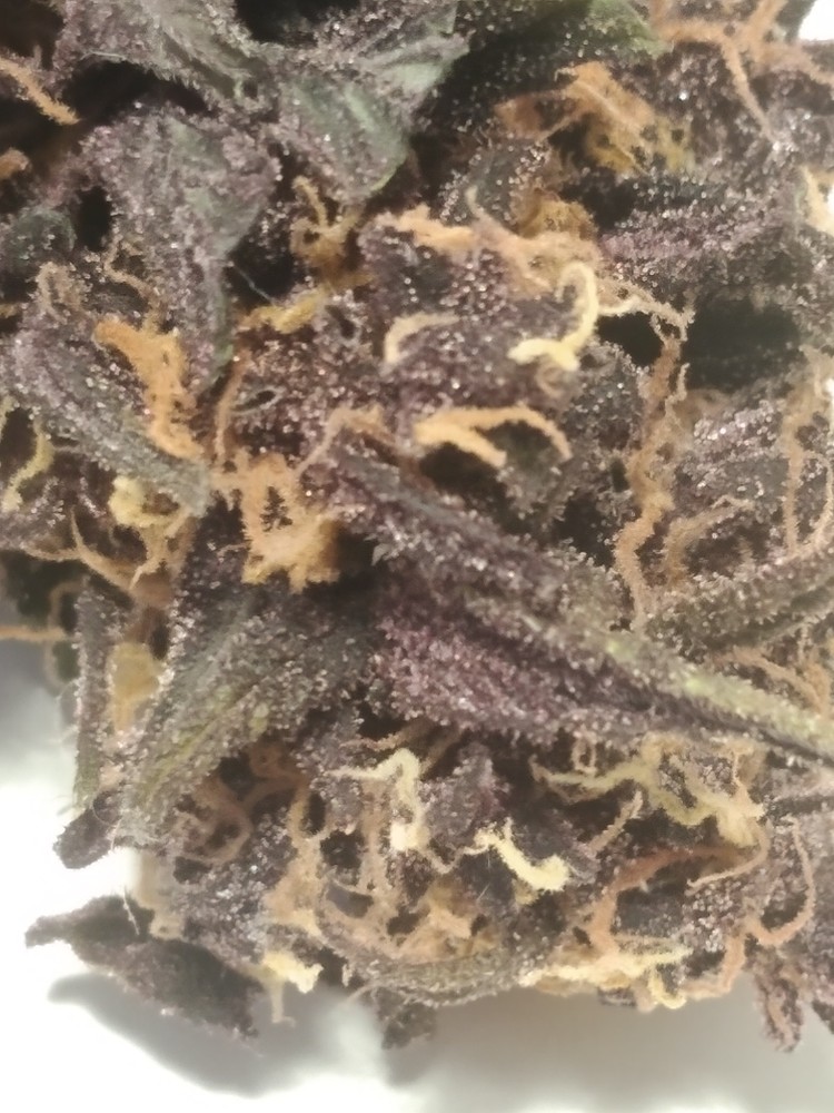 4x Purplematic CBD, 60x60x160, GC4, Sanlight EVO 3-60