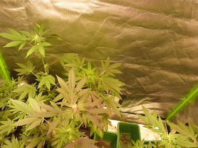 Growreport Bild 29