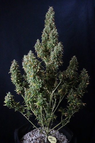Growreport Bild 1