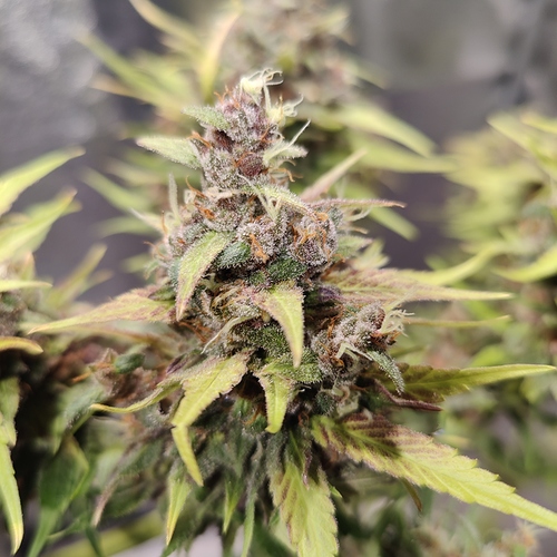 Growreport Bild 21