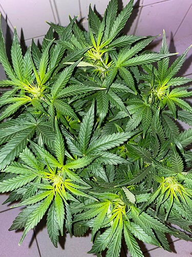 Growreport Bild 11