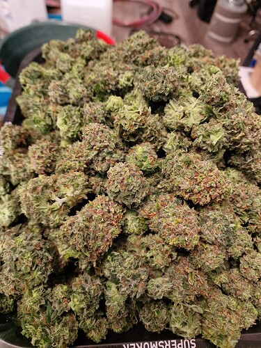 Growreport Bild 6
