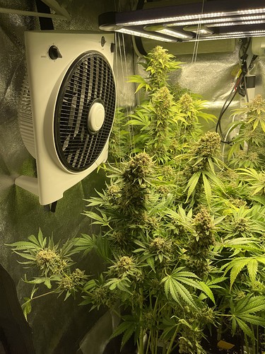 Growreport Bild 43