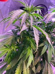 Growreport Bild 27