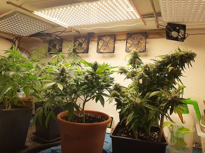 Growreport Bild 1