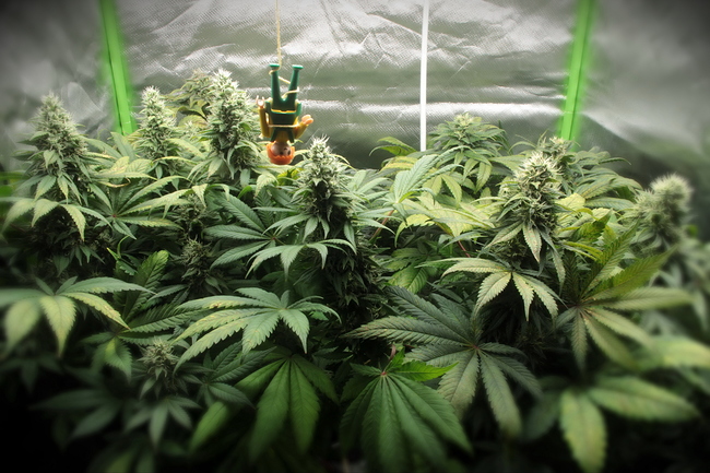 Growreport Bild 16