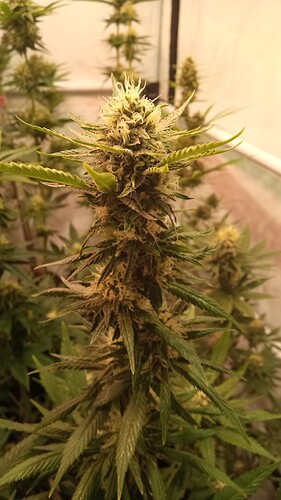 Growreport Bild 30