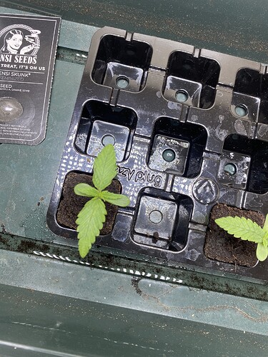 Growreport Bild 2