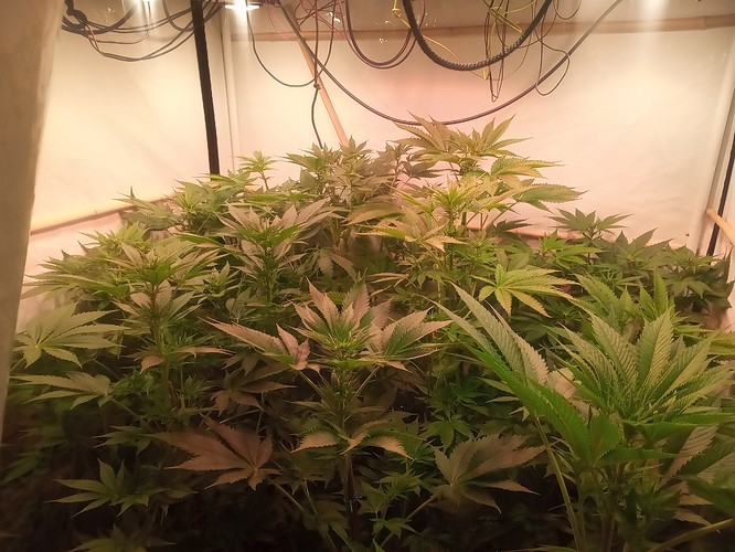 Growreport Bild 40