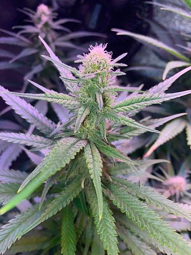 Growreport Bild 12