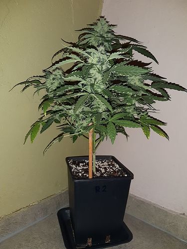 Growreport Bild 4