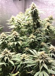 trainwreck_bt48_full