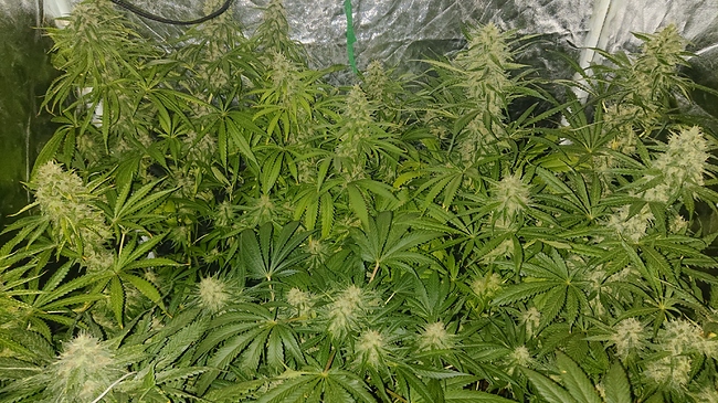 Growreport Bild 1