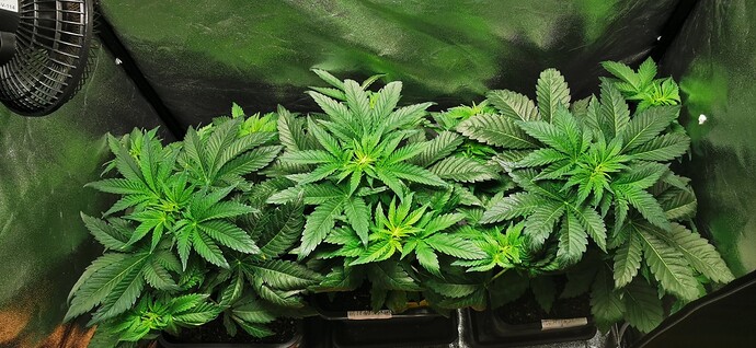 Growreport Bild 50