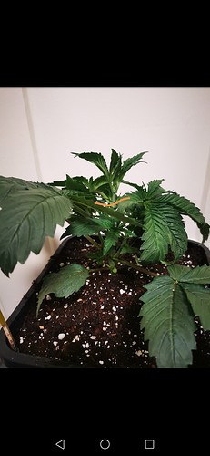Growreport Bild 11