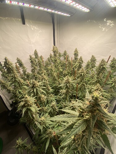 Growreport Bild 4