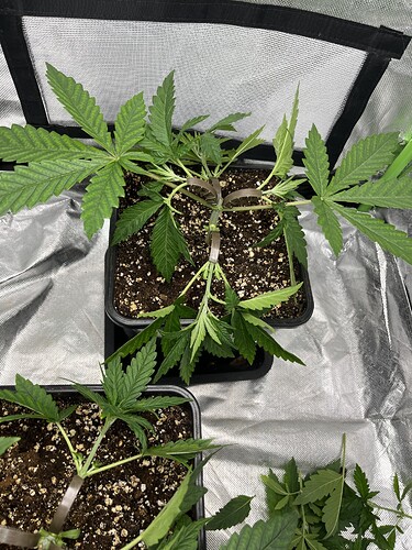 Growreport Bild 6