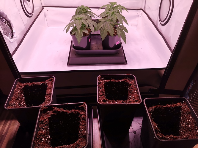 Growreport Bild 5