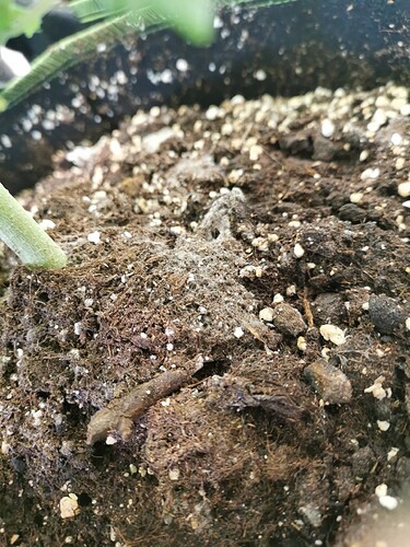 Growreport Bild 9