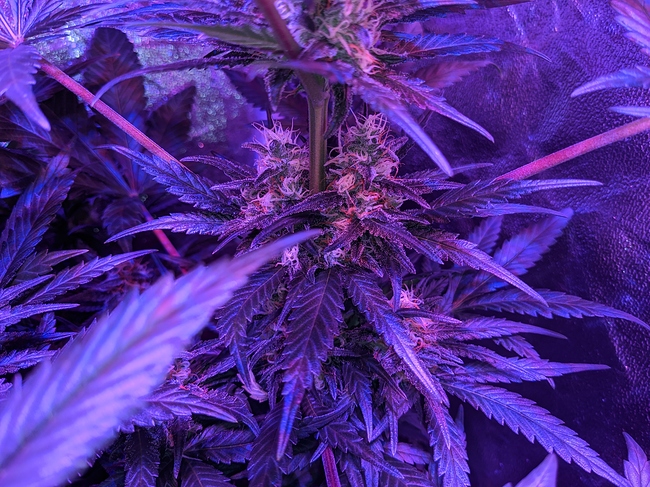 Growreport Bild 2