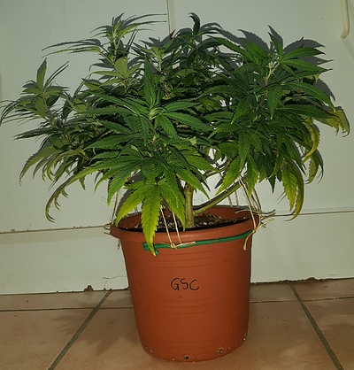 Growreport Bild 13