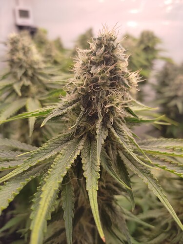Growreport Bild 9