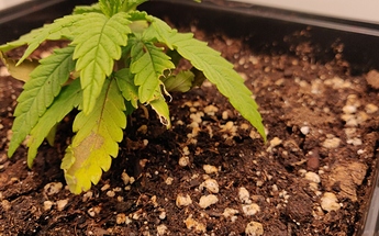 Growreport Bild 6