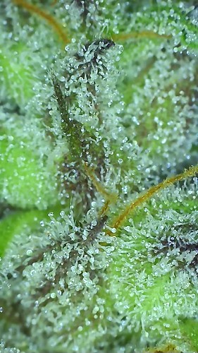 Growreport Bild 9