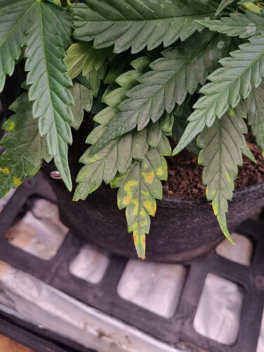 Growreport Bild 35