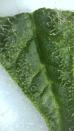 Growreport Bild 23