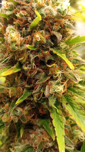 Growreport Bild 25