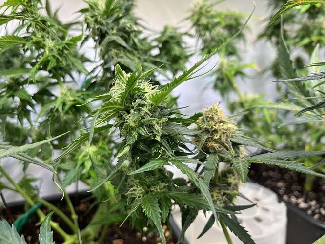 Growreport Bild 21