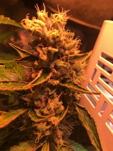 Growreport Bild 48